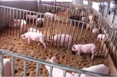 快乐的猪——发酵床养猪技术视频 