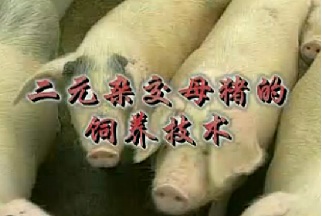 二元杂交母猪的饲养管理技术 