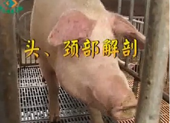 猪病防治技术（一） 