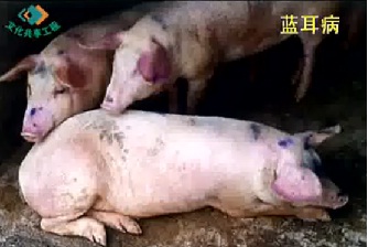 猪病防治技术（二） 
