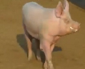 公猪的饲养与管理技术（二） 