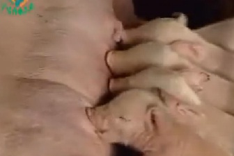 高产母猪饲养管理技术 