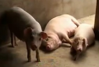 养猪场疾病防治技术（二） 