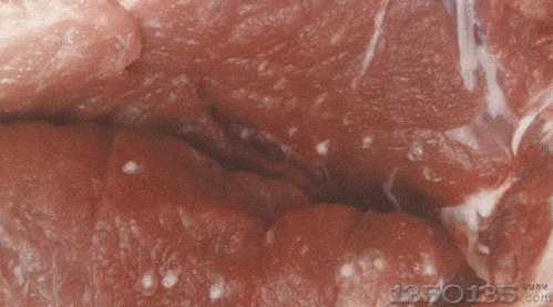 猪囊虫病的解析及防治方案