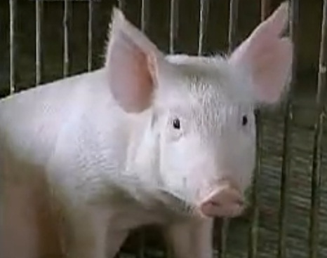 冬季育肥猪、妊娠母猪的饲养管理 