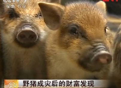 杜菊英和她的野猪们 