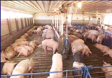 猪场环境对猪生长性能的影响 
