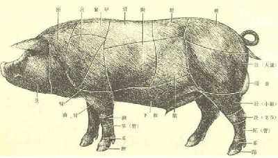 常见生猪结构图 