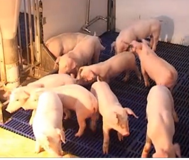 规模猪场产房饲养管理技术 