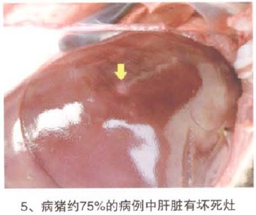 猪魏氏梭菌病的解剖图片 