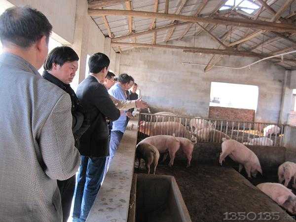 参观伟鸿生态养猪模式猪场