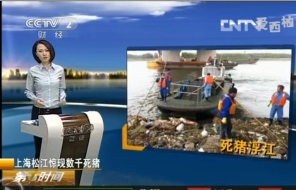 央视财经频道：上海松江惊现数千死猪 