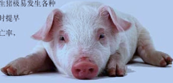 春季养猪常见病的防控 