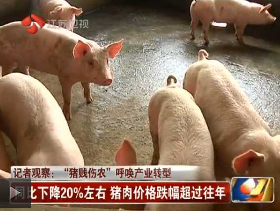 “猪贱伤农” 呼唤养殖产业转型 