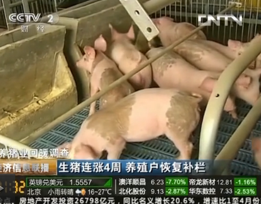 生猪价格连续上涨 养猪户补栏 