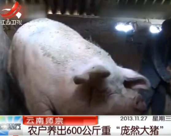 云南-农户养出600公斤重“庞然大猪” 