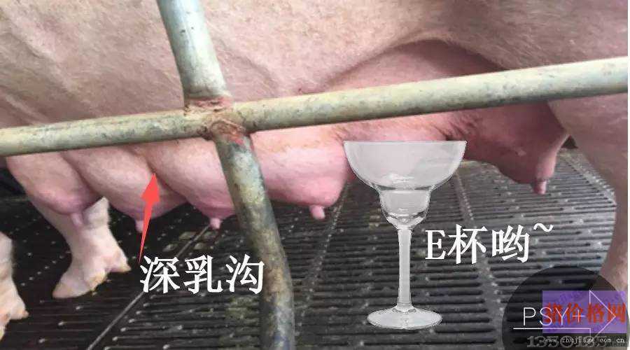 母猪好奶水标准评判：一看、二摸、三挤、四称重