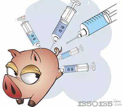 猪疫苗免疫知识