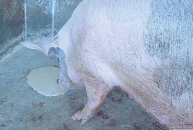 猪只呕吐可能隐藏着其他严重疾病！！！