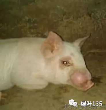猪常见皮肤病的诊断及防治