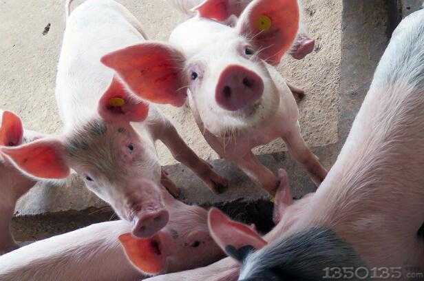 大有期货生猪饲料成本“保险+期货”项目助力生猪养殖