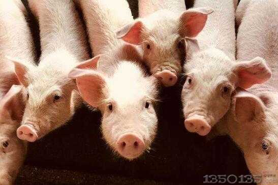 四川：阿坝追加养殖补贴 确保完成生猪出栏任务