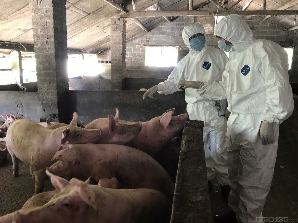 家庭农场非洲猪瘟精准剔除七大关键点